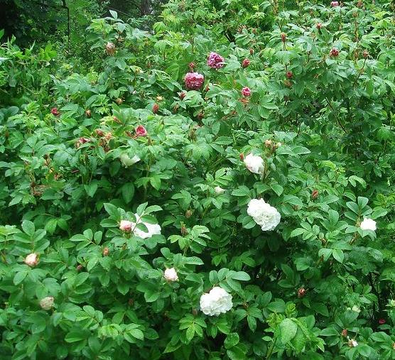 På gång att blomma igen 11 juni 2008