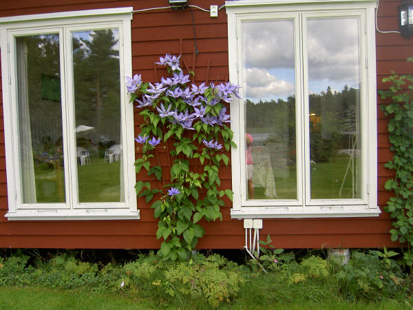 'Elsa Späth' - storblommig, högsommarblommande i zon 3.