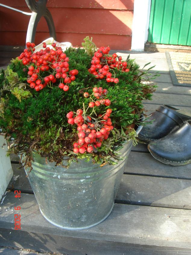 Rönnbär och mossa får stå på trappen nu när mina oxalis vissnat.
