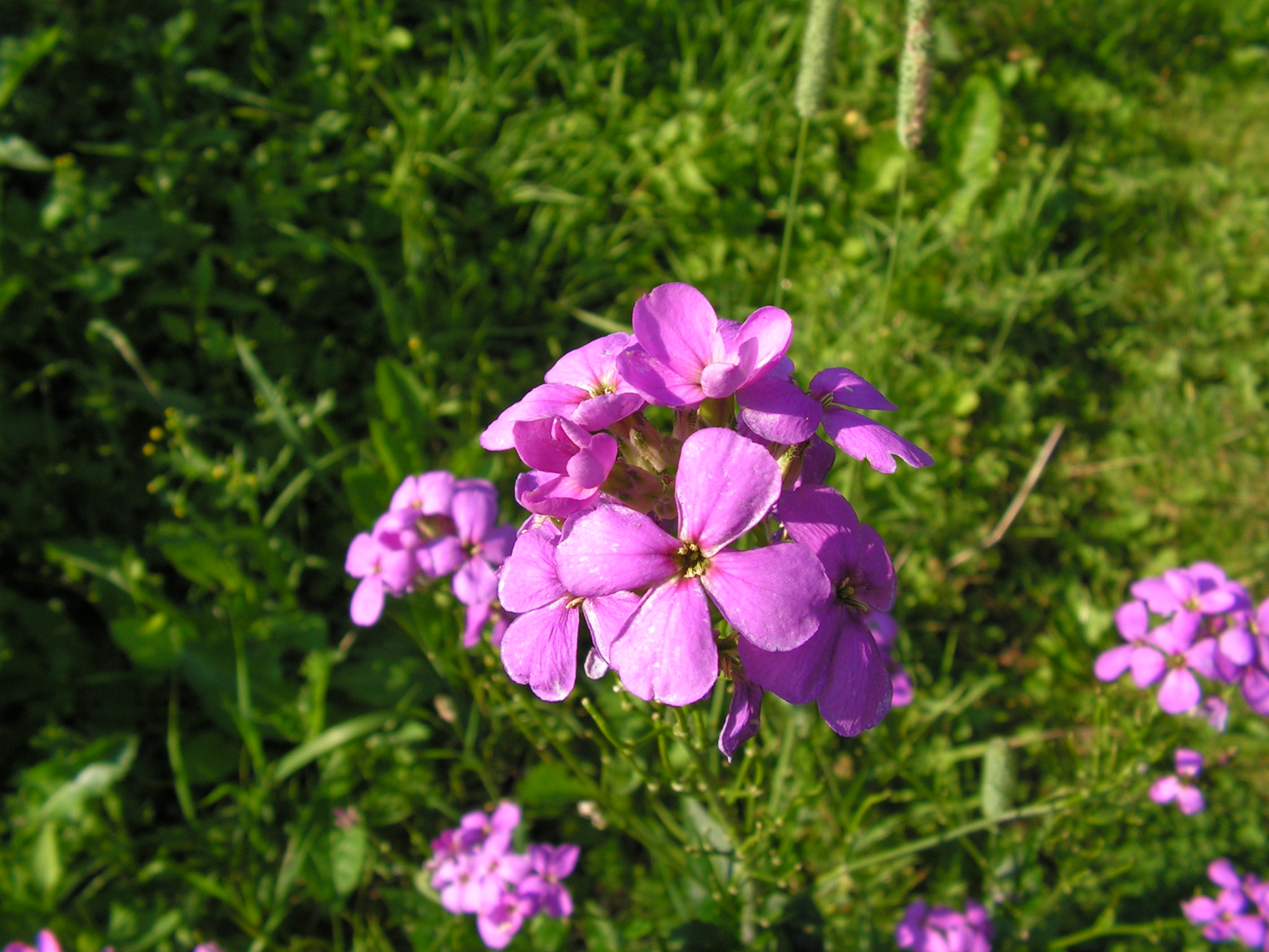 Trädgårdsnattviol är en växt som bör köpas som blommande exemplar i kruka. De har mått så illa att de nästan alltid dör efter blomningen eftersom den ofta påstås vara tvåårig. En liten planta som etableras på friland brukar ofta kunna leva flera år och blommar rikligt, men kanske inte hinner blomma första året..