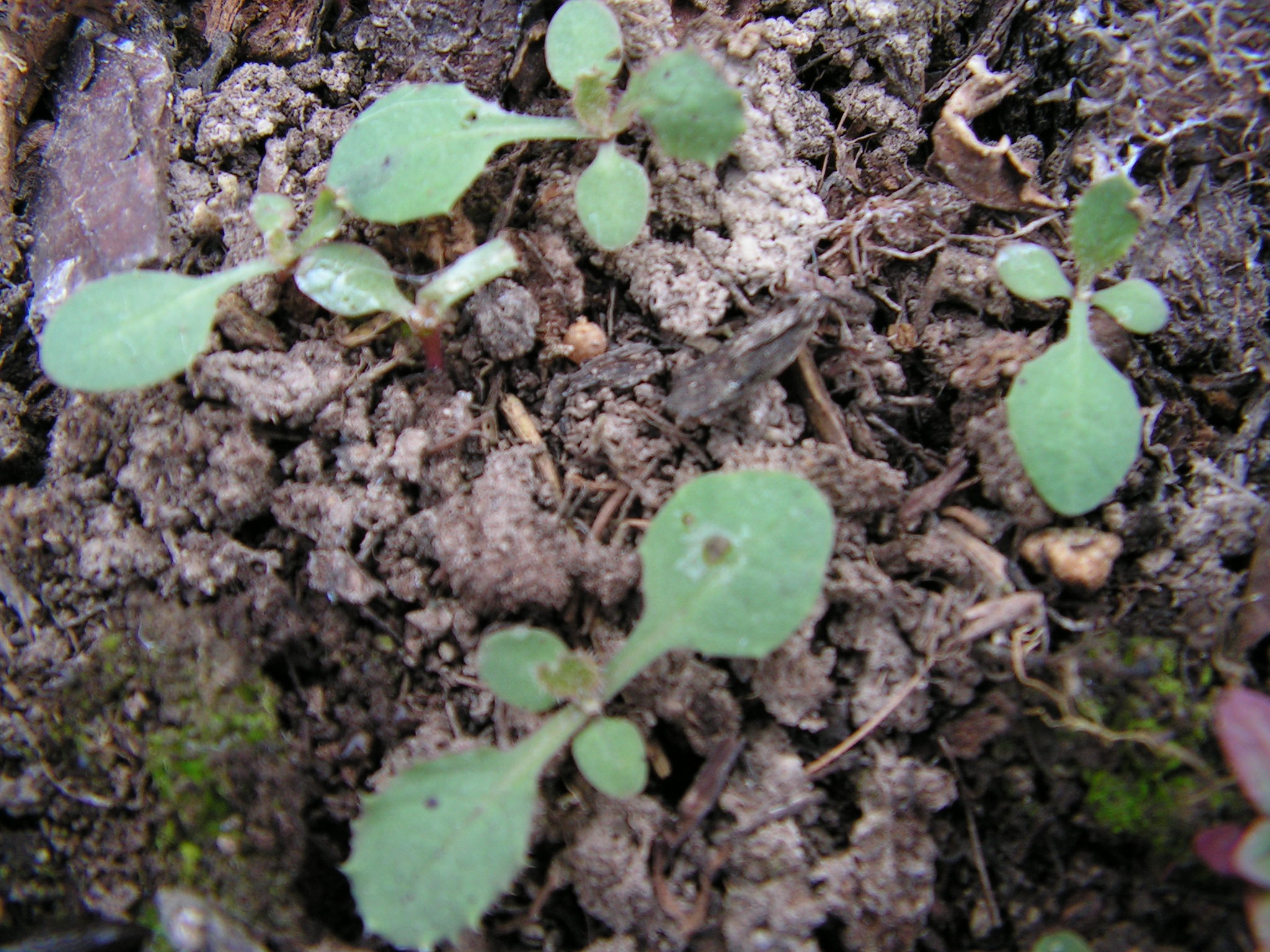 Små kålmolkeplantor på väg upp som efter blomning kan ge upphov till några tusen nya plantor. Små kålmolkeplantor på väg upp som efter blomning kan ge upphov till några tusen nya plantor.