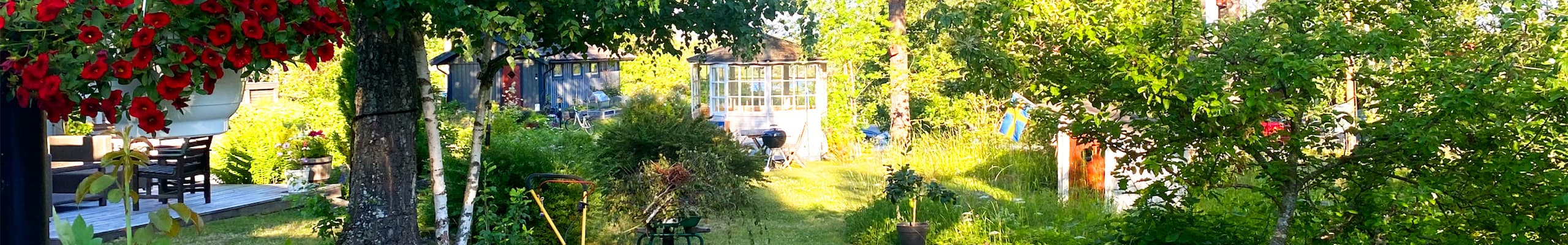 Trädgård iFokus