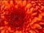 dipsy