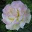 Aconitum