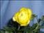 trollius