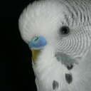 Biird