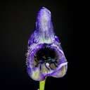 Aconite